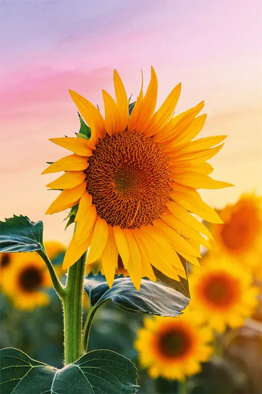 ABC Glückwunschkarte Blanko B6 51819 Sonnenblumen Idealshop