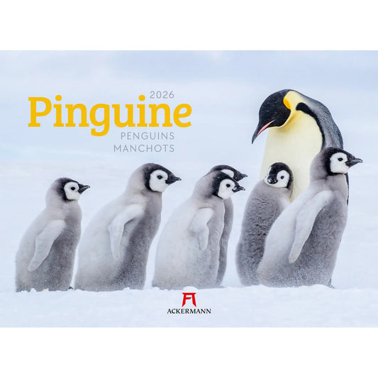 ACKERMANN Bildkalender 2026 2689 Pinguine ML 45x33cm Idealshop