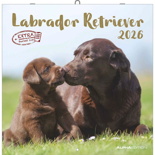 ALPHA EDITION Bildkalender 2026 160631 Labrador ML 30x30cm Idealshop