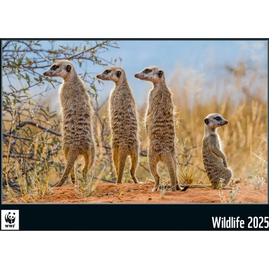 CALENDARI Bildkalender              2025 Idealshop