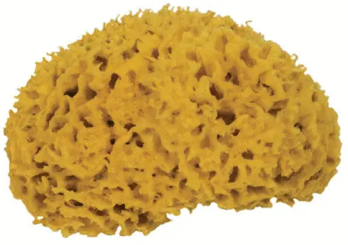 FRINA Naturschwamm 913.05 gelb 5cm Idealshop