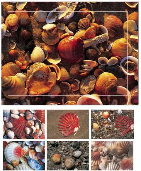 HASCHEMI Doppelkarten-Box 104 104 MUSCHELN Idealshop