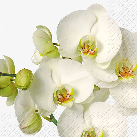 STEWO     Serviette Timotea      33x33cm Idealshop