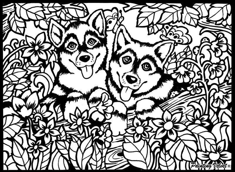 TATARUGA Samtbild A4 S5 Huskys Idealshop